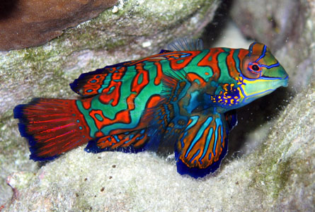 Mandarin Goby